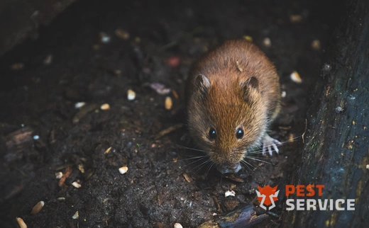 Дератизация в Саянске